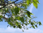 White blossoms and green leaves in a tree branch against a blue sky