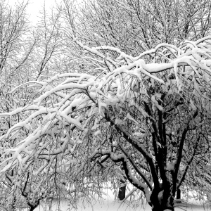 The dense, twisted branches on these trees each carry an inch or two of snow