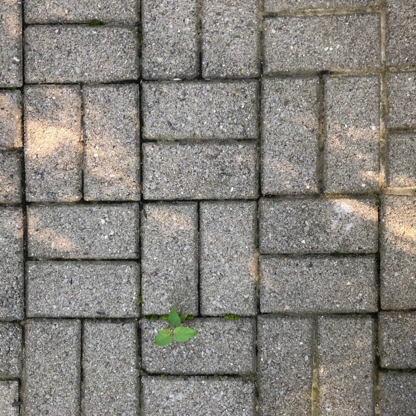 Rectangular vertical and horizontal lines between paving stones on my front walk; plus the tiny green leaves of a plant growing in the cracks